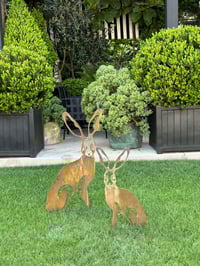 Image 3 of Harolds Hare