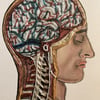 Brain Anatomy (a4)