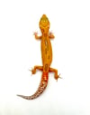 (Giant Line) Tangerine (Tremper) Reverse Stripe H-13