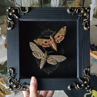 Reserved! Hawk-moth Set