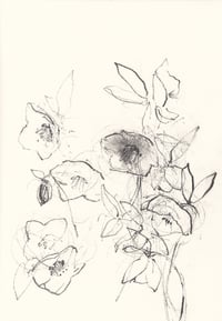Hellebores III