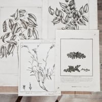 Image 1 of Planche De Botanique Tremelle verte & Campanule