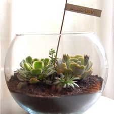 large fish bowl large fish bowl