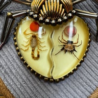 Image 2 of Specimen spider (d,  4x5 inches)