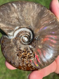 Image 3 of Purple - Rainbow Iridescent Ammonite Shell Fossil | Madagascar #2895