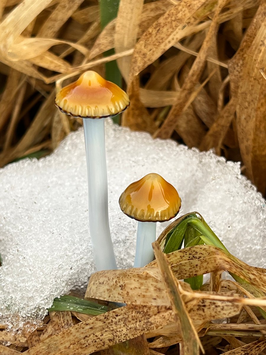 Image of 2 Dune Grass Mushroom Plant Spike