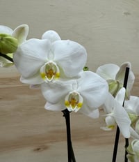 Image 1 of ORCHID PLANTER 
