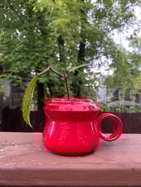 Image 3 of Hoya Pubicalyx “Wax Plant” in Bright Red Holder