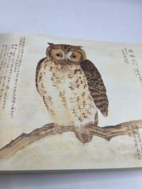 Image 4 of Birds of Edo