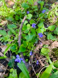 Image 2 of Violet Leaf & Flower Tincture