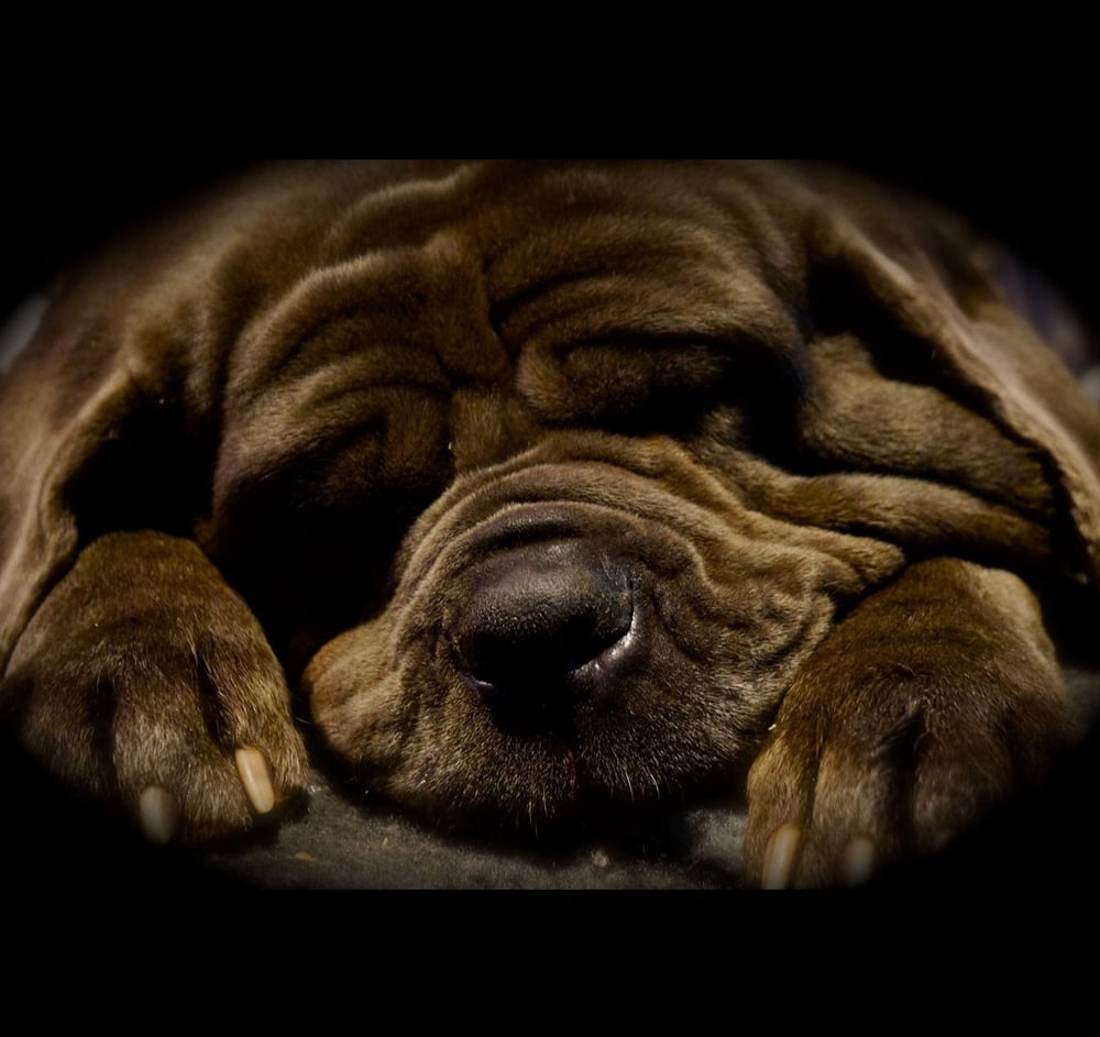 Image of Giant and his Good Boy!