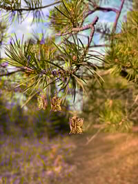 Image 6 of Brown & Brass