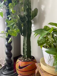 Image 5 of PLANTSBALL (XL)