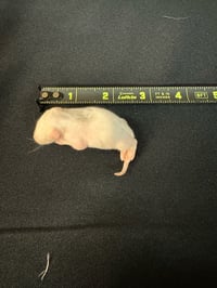 Image 1 of Fuzzy/Pinky Rat 