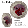 Rat Fetus Sculpture 