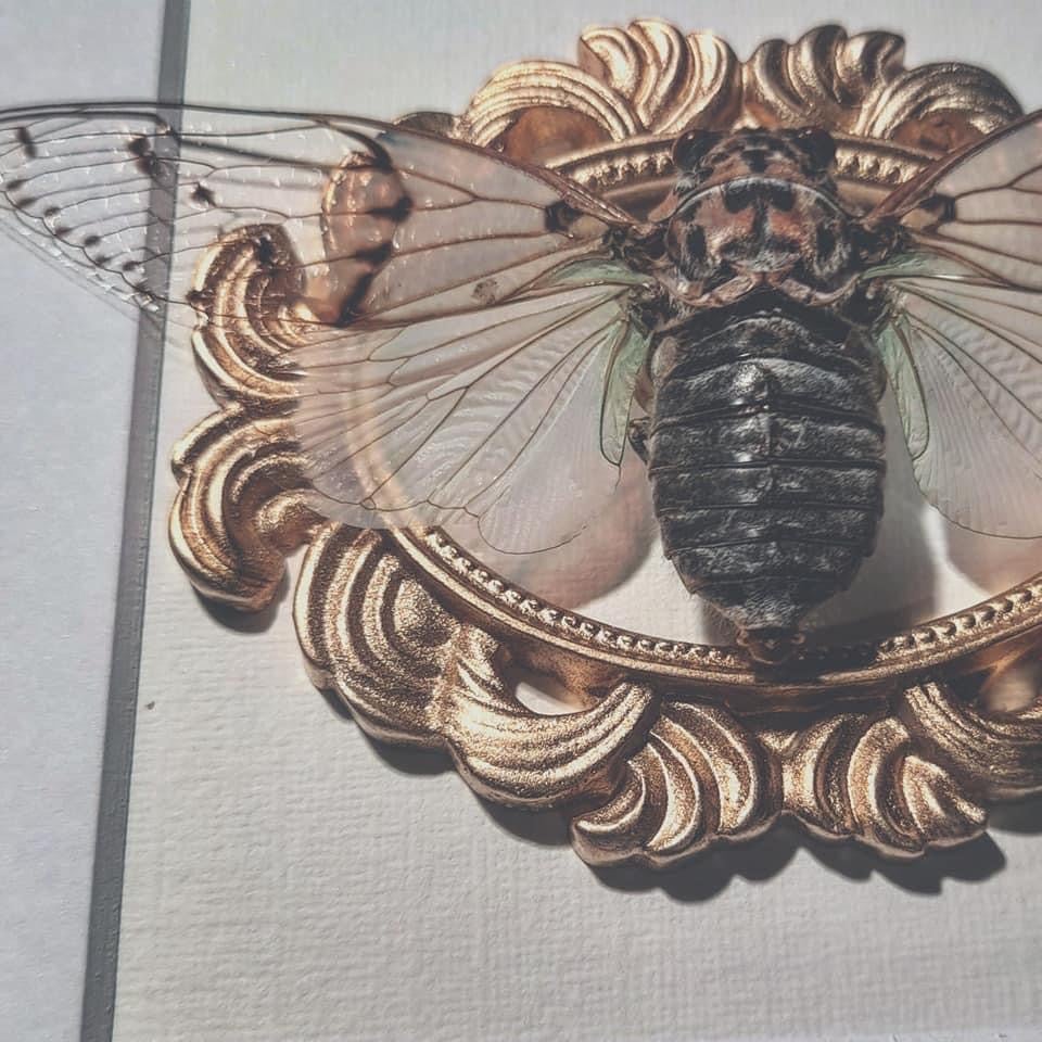 Image of Ornate Framed White Ghost Cicada 