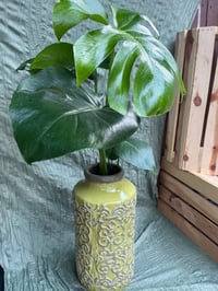 Image 1 of Monstera Deliciosa in Tall Patterned Green Vase