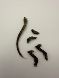 Image 2 of Dry Preserved Vole (Microtus pennsylvanicus) Feet & Tail Set