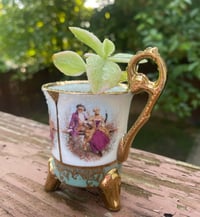 Image 1 of Baby Sun Rose in Victorian Cup