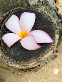 Image 20 of Paréo Amants tropicaux