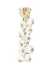 Image of Garlic String Limited Edition Print. 2012 Entry in the Royal Watercolour Society Competition.