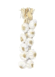 Image of Garlic String Limited Edition Print. 2012 Entry in the Royal Watercolour Society Competition.