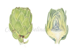 Image of Artichoke Limited Edition Print. 2012 Entry to Royal Watercolour Society Competition.