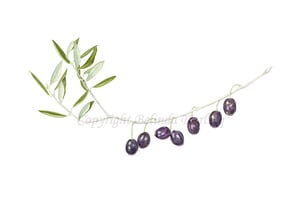 Image of Olives Limited Edition Print. 2012 Entry in the Royal Watercolour Society Competition.