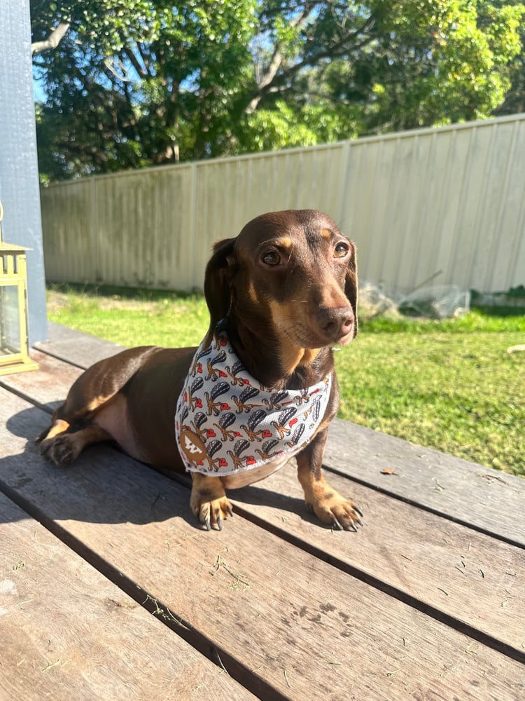 Image of Wedgies Pooch Bandana
