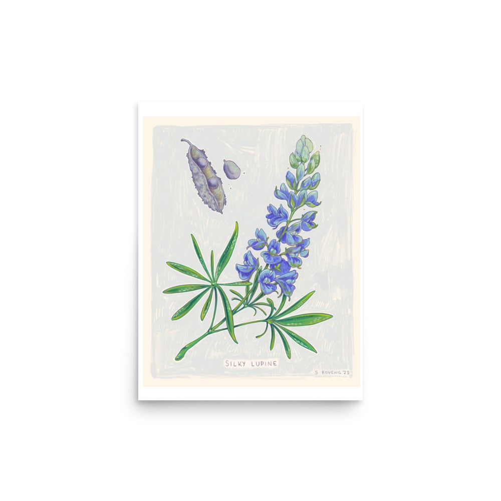 Image of Lupine- Print