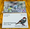 Spanish Sparrow - No.108 - UK Birding Pins - Enamel Pin Badge