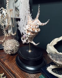 Image 2 of Chiragra Spider Conch Shell Stand