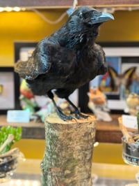 Image 4 of Taxidermy Crow  2