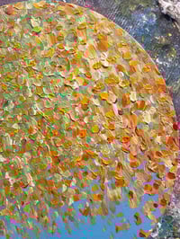 Image 3 of Autumn Canopy