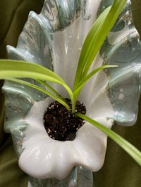 Image 5 of Spider Plant in Tall Ripped Vase