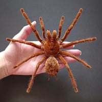 Image 1 of The Goliath birdeater - PREODER