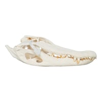 Image 1 of Real American Alligator Skull
