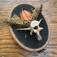 Image 3 of Vertebrae pumpkin beetle (c,  4x5 inches)