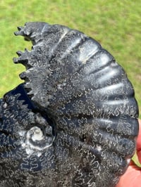 Image 6 of Large Black Ammonite Fossil With Pyrite | Madagascar #2699