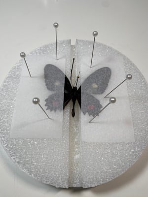 Image of Insect Pinning Kit
