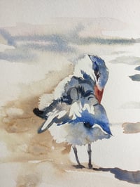 Image 4 of Caspian tern study