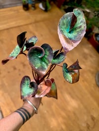 Image 6 of 🧡💚 Queen of Hearts Stems 👑💚