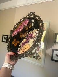 Image 3 of Monarch Butterflies Antique Frame