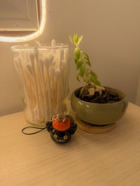 Image 1 of Susie the black cat