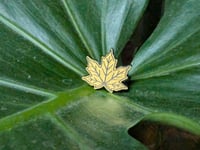 Image 2 of Sugar Maple