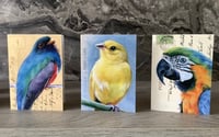 Image 2 of Brights