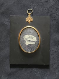 Image 3 of ANTIQUE ANATOMICAL ANIMAL COLLECTION - & Preserved web 5