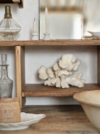 Image 4 of L'authentique gros corail 