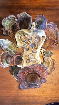 Image 5 of Turkey Tail Mushroom Honey