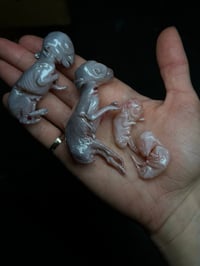 Image 1 of Hare embryo cast Bigger embryo 